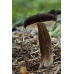Мицелий Млечника древесинного / Млечник бурый (Lactarius lignyotus)